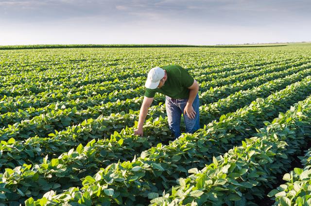 Assistência Técnica ou Consultoria Agrícola na lavoura de soja